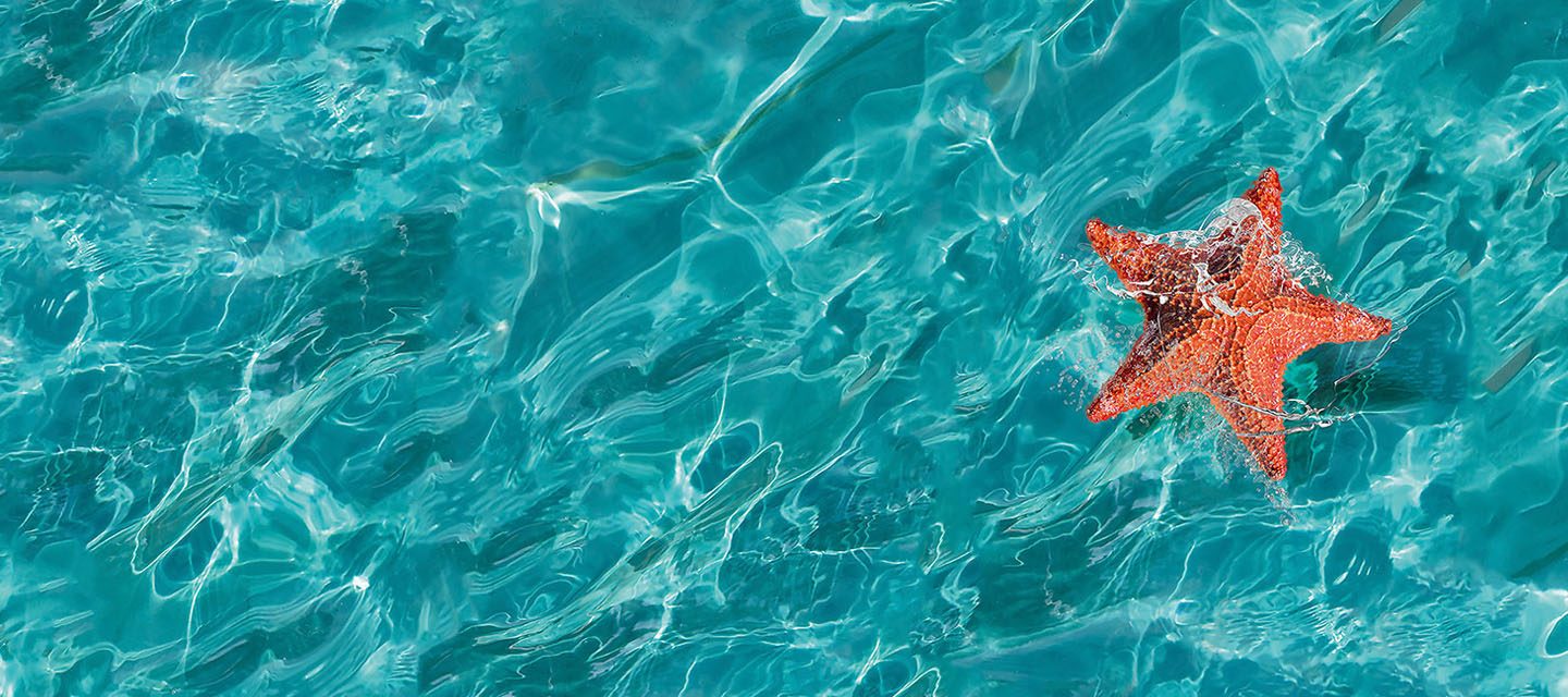 A starfish floating in water